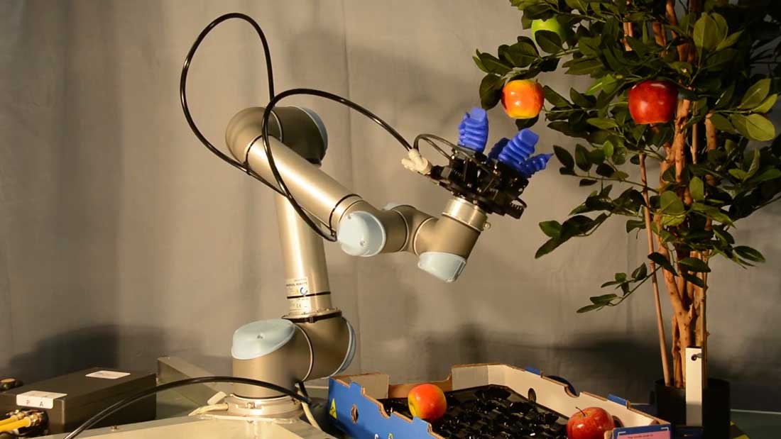 COBOTS RECOLECTORES: AUTOMATIZACIÓN ROBÓTICA DE PROCESOS AGRÍCOLAS Automatización robótica de procesos manuales y tradicionales